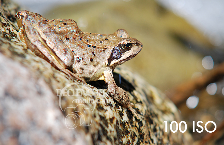 Grenouille_100_ISO