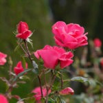 Rose en gros plan lors d'un stage photo pour associations