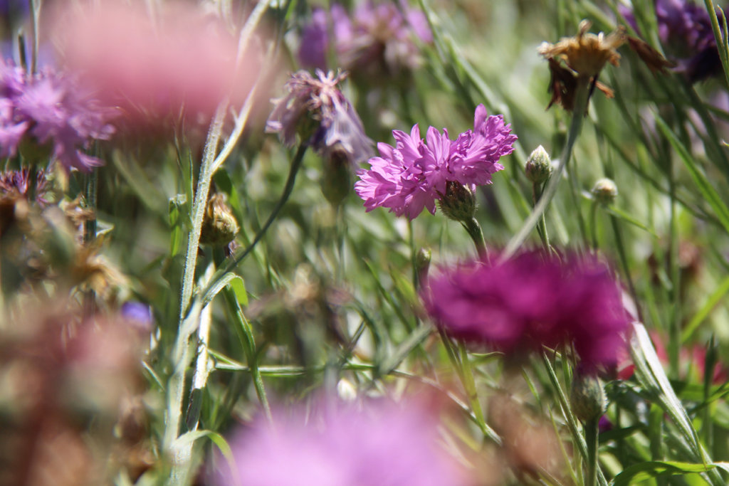 Profondeur de champ et fleurs